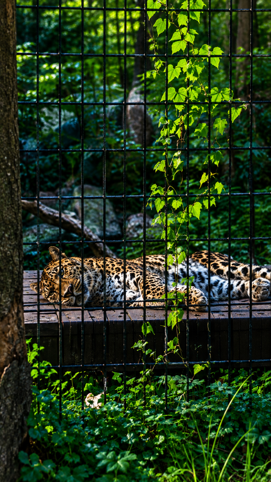 Leopard 